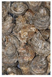 Oysters C. virginica from Louisiana. (Photo credit: Phil DeVries)