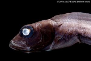 A bathypelagic tubeshoulder fish (Platytroctes apus). (Photo by Danté Fenolio)