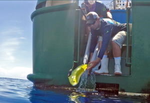 John Stieglitz and Lela Schlenker release a mahi back into the ocean after tagging and recovering for 24 hours. (Provided by RECOVER)