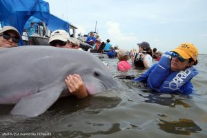 Dr. Cynthia Smith examines a dolphin that is being photographed for later identification (courtesy of CARMMHA).