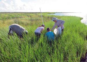 A saltmarsh in northern Barataria Bay with researchers collecting data on the effects of the Deepwater Horizon oil spill. Photo courtesy of Dr. Irving Mendelssohn