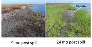 Two photos of a heavily oiled saltmarsh in northern Barataria Bay show recovery of the plant community following the Deepwater Horizon oil spill. Photo courtesy of Dr. Qianxin Lin.
