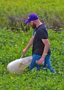 Ben Aker collects insects in Louisiana marshes using a sweep net. (Photo credit: Claudia Husseneder)