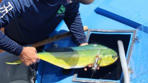 A RECOVER team member transfers a mahi-mahi fitted with a pop-up satellite archival tag into a recovery tank prior to it being released into the Gulf of Mexico. Photo credit: RECOVER consortium.