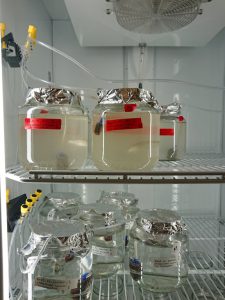 Purdue University master’s student Maggie Wigren uses this experimental set up to examine how oil exposure affects the gut microbiomes and foraging behaviors of sheepshead minnows. Oil-exposed (top rack) and control (bottom rack) minnows collected from the main tank system are housed in these jars for the duration of the experiments. (Photo by Maggie Wigren)