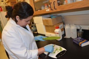 USF PhD researcher Daniela Stebbins prepares a pad of prickly pear cactus for processing into mucilage in an experimental project to develop a new, non-toxic oil dispersant. Credit Katy Hennig/University of South Florida.