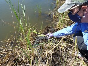 Louisiana State University Agricultural Center entomologist Linda Hooper-Bui collects sediment from a marsh in north Bay Batiste in Plaquemines Parish in September. (Credit: Xuan Chen, LSU AgCenter)
