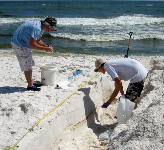 Huettel_Photo1 Technician Jonathan Delgardio (GT) and undergrad student Will A. Overholt (GT) collecting samples from a sampling trench on Pensacola Beach. Oil layers can be seen in the cross section of the sediment.
