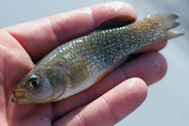 Killifish Fundulus grandis. (Credit: Dr. Stephen “Ash” Bullard)