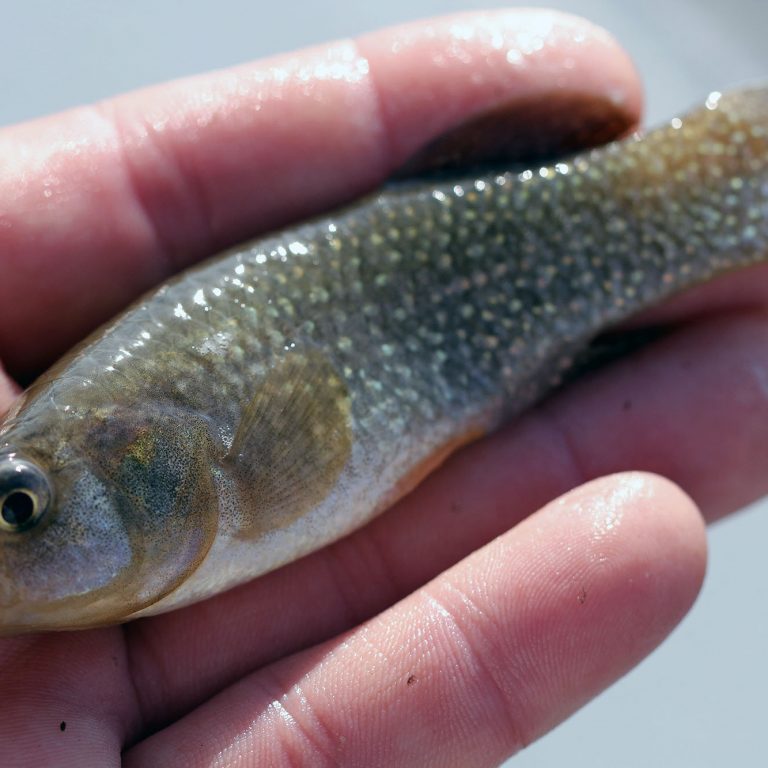 Killifish_Bullard-2 Killifish Fundulus grandis. (Credit: Dr. Stephen “Ash” Bullard)