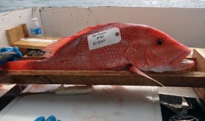 Gulf Red Snapper tagged for fish health and community analysis studies. (Credit: S. Murawski)