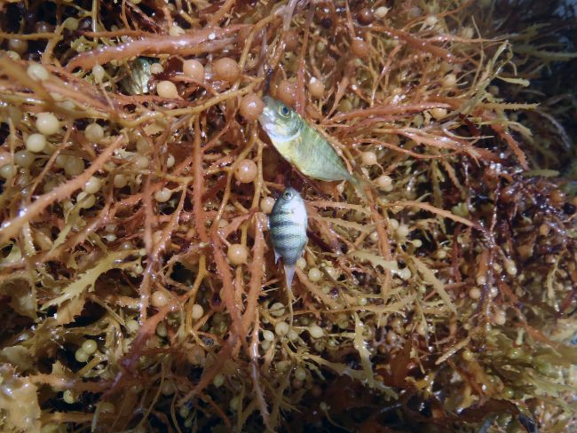 OLYMPUS DIGITAL CAMERA Juvenile jack species (above) and juvenile sergeant major species (below) in Sargassum. (Credit: Trey Spearman)