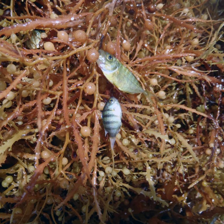 Juvenile jack species (above) and juvenile sergeant major species (below) in Sargassum. (Credit: Trey Spearman)