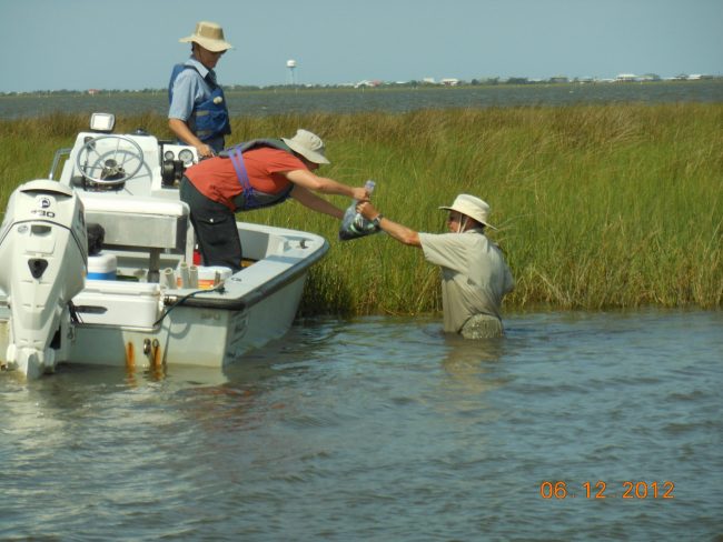 2012-06-12 09.14.18 : L-R: Tom Mickles (U. Tennessee), Annette Engels (U. Tennessee) and Erick Swenson (LSU) carefully handle samples collected along a marsh edge in Terrebonne Bay. (Photo credit: Tiffany Warner, LUMCON)