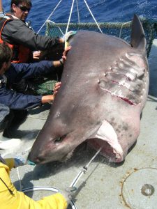 During a tag and release, Dr. Dean Grubbs (FSU) steadies a bluntnose sixgill shark, Hexanchus griseus, as researchers collect tissue samples. (Photo credit: Ale Mickle, FSU)