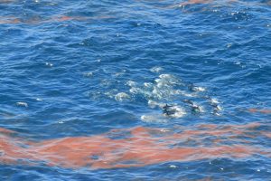 Dolphins swimming amongst the oil in the Gulf of Mexico. (Credit: NOAA)