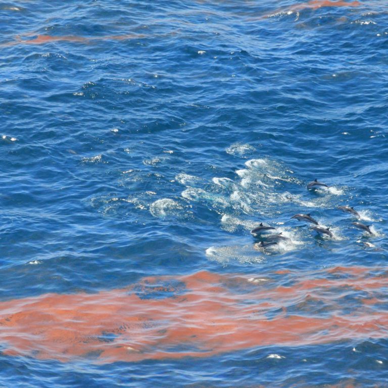 striped-dolphins-dwh-sticking-together_ron-wooten-noaa Dolphins swimming amongst the oil in the Gulf of Mexico. (Credit: NOAA)