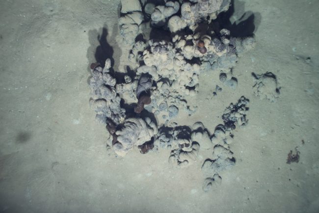 Deep-C_Asphalt extrustion Asphalt extrustion discovered at 2,200 meters during a survey of opportunity made to ground-truth bubble plumes observed by NOAA Ocean Exploration. (Photo/Image Credit: Deep-C)
