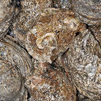 Oysters_CvirginicaLaPhilDeVries1_Soniat-FEATURED