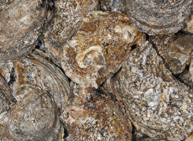 Oysters_CvirginicaLaPhilDeVries1_Soniat-FEATURED