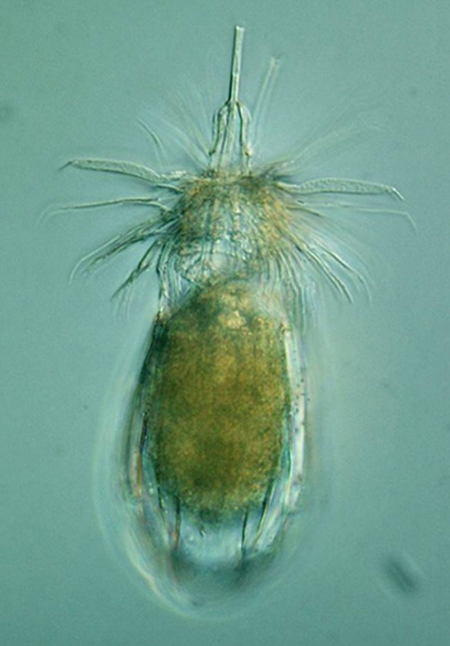 loriciferan A meiofauna example: “loriciferan” Armorloricus sp.