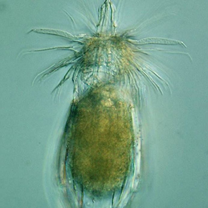 loriciferan A meiofauna example: “loriciferan” Armorloricus sp.