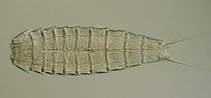 A second meiofauna example: “mud dragon” Echinoderes sp.