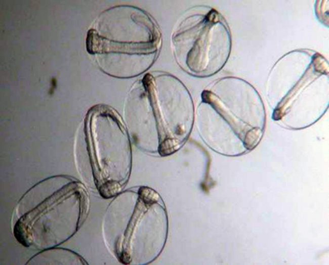 Bayanchovyeggs_large Bay anchovy eggs.