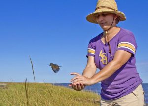 Dr. Sabrina Taylor releases a Seaside Sparrow in its Louisiana marsh home after collecting information about its condition. (Photo credit: Phil Stouffer)