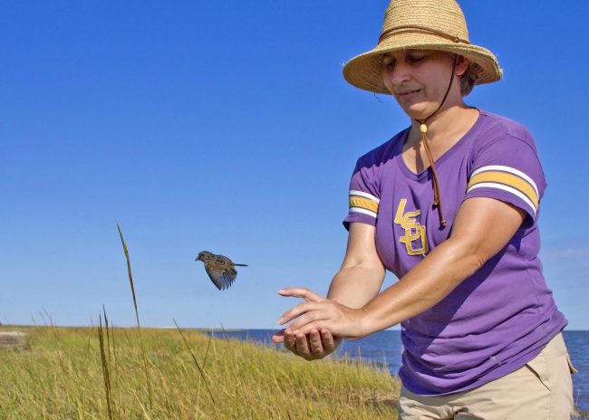 Dr. Sabrina Taylor releases a Seaside Sparrow Dr. Sabrina Taylor releases a Seaside Sparrow in its Louisiana marsh home after collecting information about its condition. (Photo credit: Phil Stouffer)