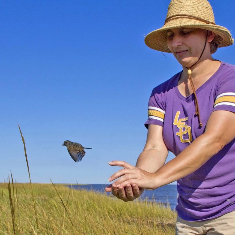 Dr. Sabrina Taylor releases a Seaside Sparrow Dr. Sabrina Taylor releases a Seaside Sparrow in its Louisiana marsh home after collecting information about its condition. (Photo credit: Phil Stouffer)