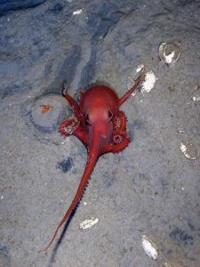 This brilliant red octopus (Benthoctopus sp.) was photographed at more than 8,800 feet (about 2,700 meters) in Alaminos Canyon in the Gulf of Mexico.(Credit: I. MacDonald (in Gulf of Mexico–Origins, Waters, and Biota. Vol. 1. Biodiversity. Felder, D. L. and Camp, D. K. (eds.) 2009. Texas A&M Press.)