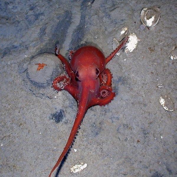 Mex_02-hr_0 This brilliant red octopus (Benthoctopus sp.) was photographed at more than 8,800 feet (about 2,700 meters) in Alaminos Canyon in the Gulf of Mexico.(Credit: I. MacDonald (in Gulf of Mexico–Origins, Waters, and Biota. Vol. 1. Biodiversity. Felder, D. L. and Camp, D. K. (eds.) 2009. Texas A&M Press.)