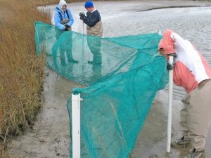 Marine technicians Jennifer Hemphill, Matthew Metcalf and Sara Kerner set fyke nets (traps used to collect marsh-associated finfish and shellfish) near Point-aux-Pins, AL. (Photo credit: Ryan M. Moody)