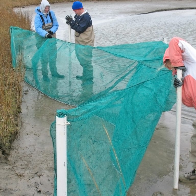 Moody_Sampling_Pic Marine technicians Jennifer Hemphill, Matthew Metcalf and Sara Kerner set fyke nets (traps used to collect marsh-associated finfish and shellfish) near Point-aux-Pins, AL. (Photo credit: Ryan M. Moody)