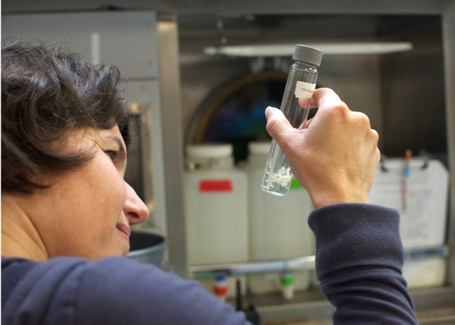 Molecular ecologist Dr. Iliana Baums Molecular ecologist Dr. Iliana Baums, a member of ECOGIG, observes samples of deep-sea corals during an experiment at sea aboard Schmidt Ocean Institute’s RV Falkor. (Photo credit: Debbie Nail Meyer)