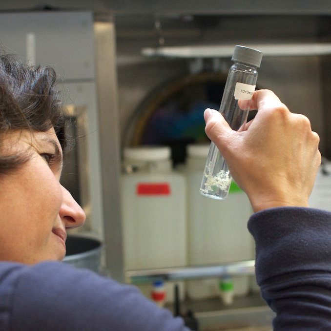 Molecular ecologist Dr. Iliana Baums Molecular ecologist Dr. Iliana Baums, a member of ECOGIG, observes samples of deep-sea corals during an experiment at sea aboard Schmidt Ocean Institute’s RV Falkor. (Photo credit: Debbie Nail Meyer)