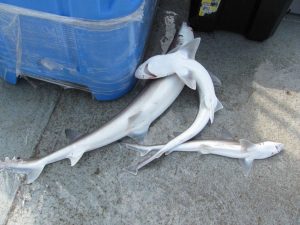 These dogfish (actually type of shark) are common in the Gulf of Mexico, and come up frequently on C-IMAGE fishing lines. (Photo: David Levin)