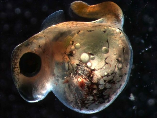 Dubansky_UnhatchedEmbryowEdema Gulf killifish usually hatch within 10-14 days in the lab; however, embryos exposed to sediments from heavily oiled sites showed delayed hatching or failed to hatch within 21 days. This representative image of an un-hatched Gulf killifish embryo at 21 days post-fertilization appears underdeveloped, having characteristic features of PAH exposure such as cardiac edema. (Image provided by Benjamin Dubansky