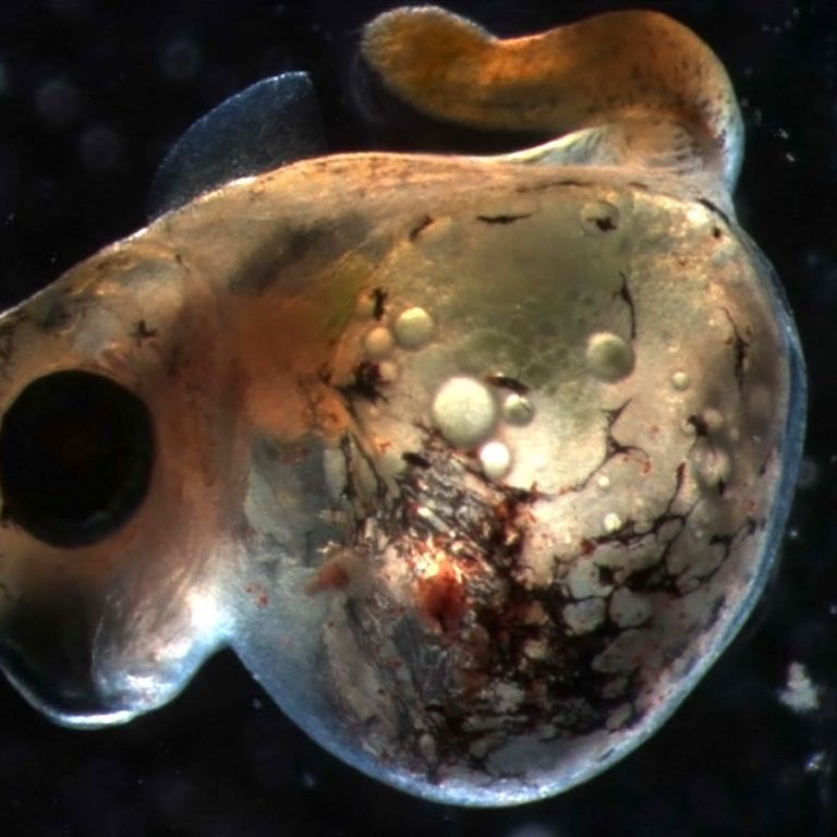 Dubansky_UnhatchedEmbryowEdema Gulf killifish usually hatch within 10-14 days in the lab; however, embryos exposed to sediments from heavily oiled sites showed delayed hatching or failed to hatch within 21 days. This representative image of an un-hatched Gulf killifish embryo at 21 days post-fertilization appears underdeveloped, having characteristic features of PAH exposure such as cardiac edema. (Image provided by Benjamin Dubansky