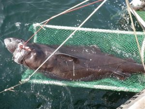 The 12-foot Greenland shark was caught in the Gulf of Mexico. (Credit: Florida State University Coastal and Marine Laboratory)