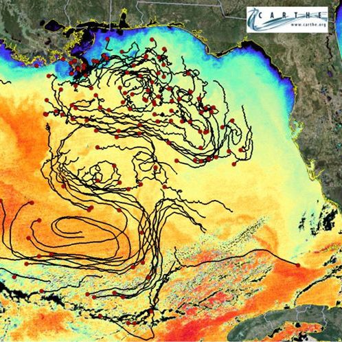 Drifter trajectories from the GLAD expedition from October 2012, superimposed on the sea surface temperature (SST) from MODIS data. The tails are three weeks long. The wiggles on features in the SST image result from the submesoscale motions where the highest property exchange between the ocean and atmosphere is thought of take place. Image Credit: Edward Ryan