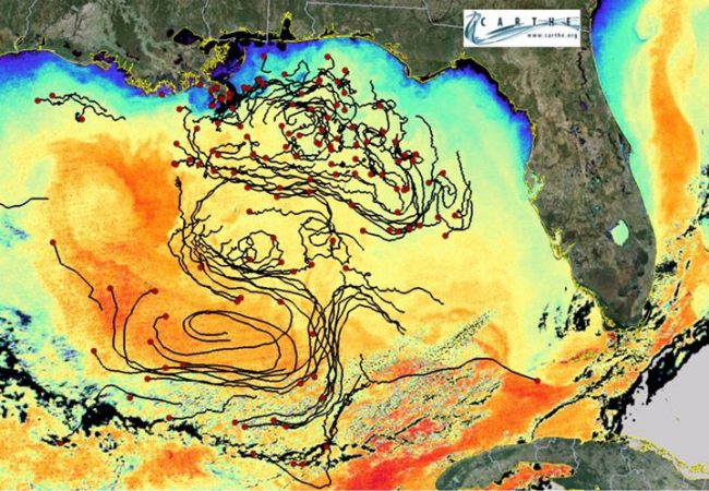 CARTHE_GLAD_album-451591831553763 Drifter trajectories from the GLAD expedition from October 2012, superimposed on the sea surface temperature (SST) from MODIS data. The tails are three weeks long. The wiggles on features in the SST image result from the submesoscale motions where the highest property exchange between the ocean and atmosphere is thought of take place. Image Credit: Edward Ryan