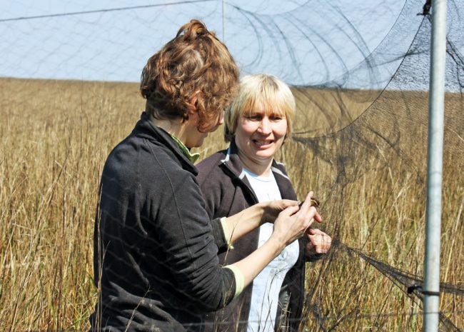 CWC_NettingSeasideSparrow_IMG_6087 Educators venture deep into the Louisiana marsh to net elusive Seaside Sparrows for research. (Photo courtesy of CWC)