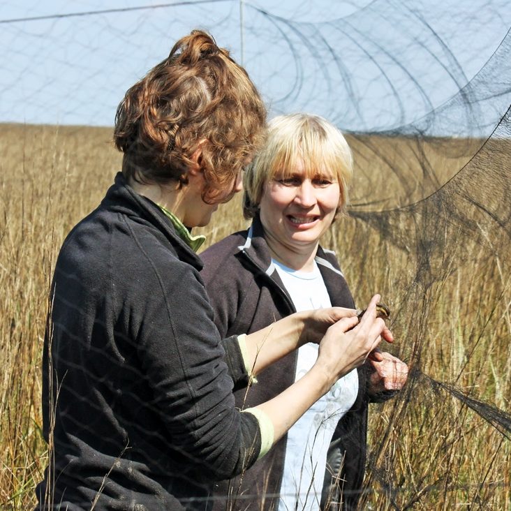 Educators venture deep into the Louisiana marsh to net elusive Seaside Sparrows for research. (Photo courtesy of CWC)