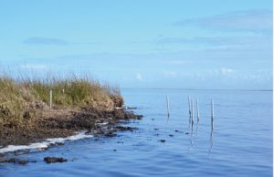 To monitor erosion at an oil-impacted site, researchers installed PVC poles (in water) to mark the marsh platform edge. Retreat of the marsh from this initial starting point is apparent. (Photo by Jessica Diller)