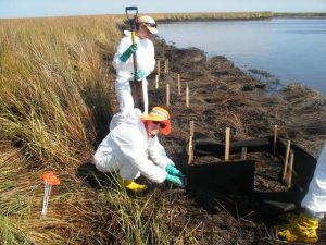 Students Jessica Diller (bottom) and Kamala Earl (top) prepare enclosed treatment plots in oiled marshes of Barataria Bay, La. (Photo by Gabriel