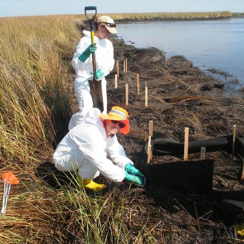 Zimmerman_MarshSurveySite Students Jessica Diller (bottom) and Kamala Earl (top) prepare enclosed treatment plots in oiled marshes of Barataria Bay, La. (Photo by Gabriel