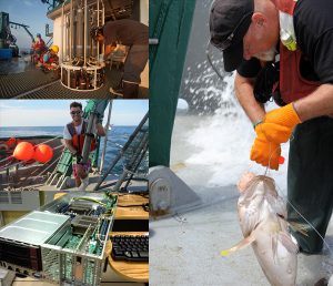 Right-side picture shows Steven Murawski, with the University of South Florida (USF) and C-IMAGE director, collecting a tilefish for fish analysis studies. (Photo courtesy of C-IMAGE) Left-side, top picture shows a research crew aboard the RV Weatherbird II collecting water off the west Florida shelf for toxicology studies. (Photo by P. Gilbert) Left-side, middle picture shows Patrick Schwing, a USF post-doc and C-IMAGE researcher, aboard the RV Weatherbird II holding a deep Gulf sediment core. (Photo courtesy of C-IMAGE) Left-side, bottom picture depicts computing power at the USF computer center for large scale ecosystem modeling. (Photo courtesy of C-IMAGE)