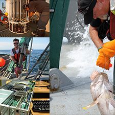 Right-side picture shows Steven Murawski, with the University of South Florida (USF) and C-IMAGE director, collecting a tilefish for fish analysis studies. (Photo courtesy of C-IMAGE) Left-side, top picture shows a research crew aboard the RV Weatherbird II collecting water off the west Florida shelf for toxicology studies. (Photo by P. Gilbert) Left-side, middle picture shows Patrick Schwing, a USF post-doc and C-IMAGE researcher, aboard the RV Weatherbird II holding a deep Gulf sediment core. (Photo courtesy of C-IMAGE) Left-side, bottom picture depicts computing power at the USF computer center for large scale ecosystem modeling. (Photo courtesy of C-IMAGE)